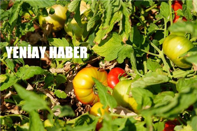 TARSUS BELEDİYESİ’NİN ÇİFTÇİLERE ÜCRETSİZ DAĞITTIĞI FİDELER MEYVE VERMEYE DEVAM EDİYOR